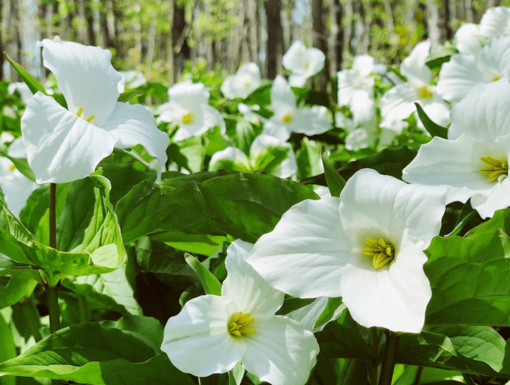 Trillium in smokies