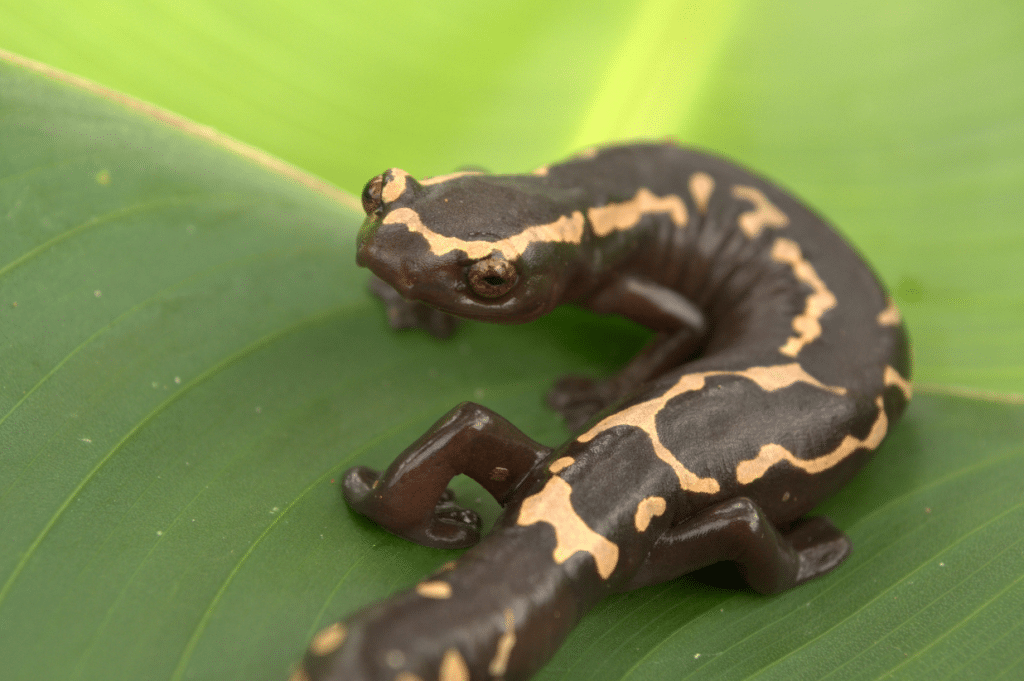 Arboreal salamander in Smokies on leaf