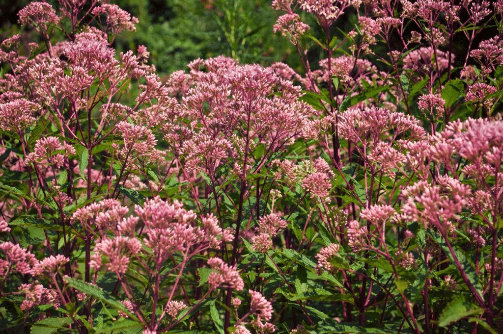 Joe pye weed in smokies